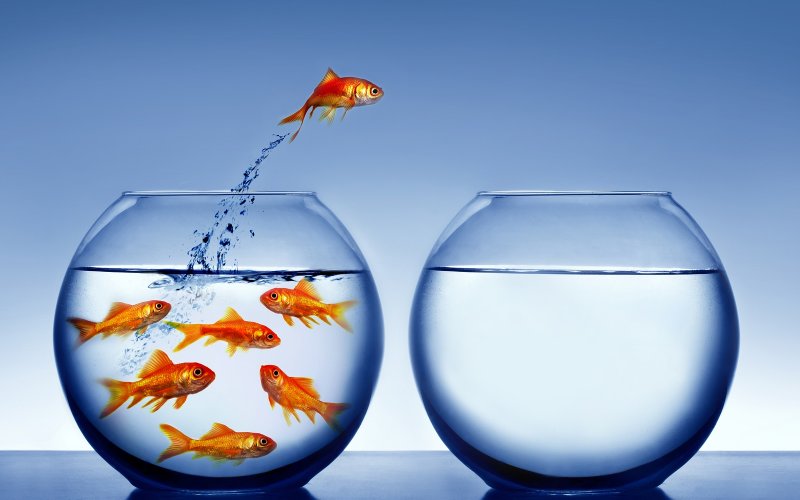goldfish jumping out of the water