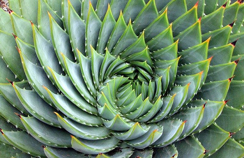 ALOE CANCRO