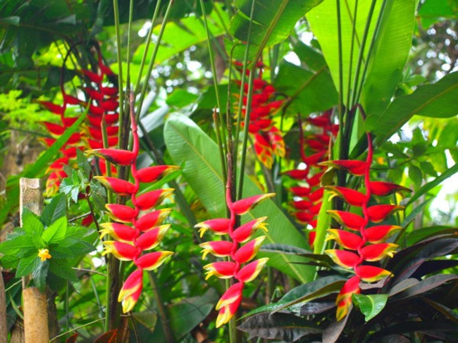 SAGITTARIO HELICONIA