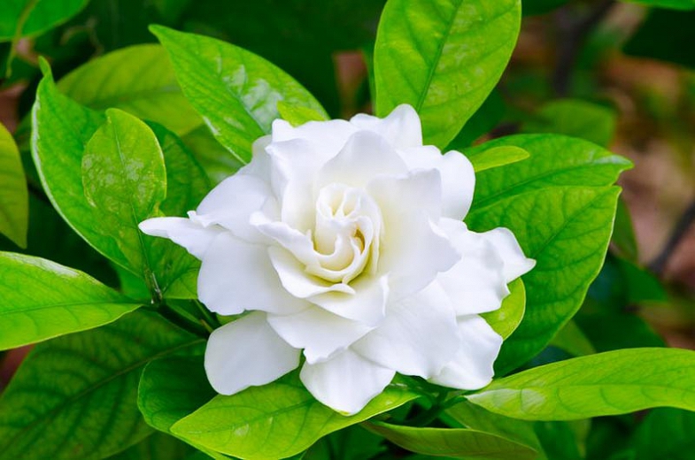 VERGINE GARDENIA 2