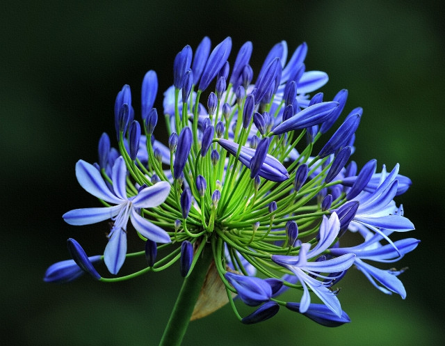 Ariete agapanthus